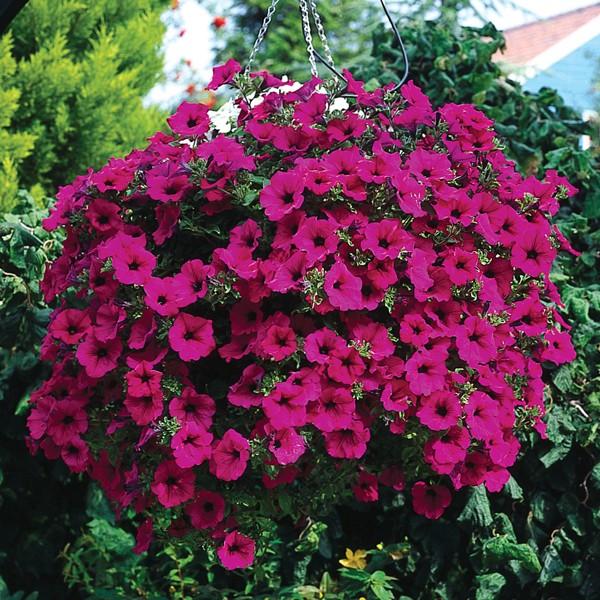 FLORES DE JUNIO....LAS SURFINIAS