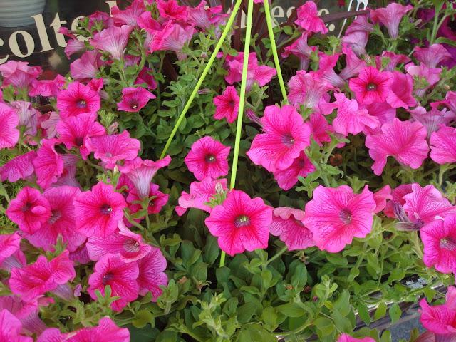 FLORES DE JUNIO....LAS SURFINIAS