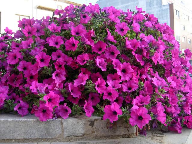 FLORES DE JUNIO....LAS SURFINIAS