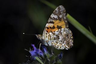 Vanessa cardui (Vanesa de los cardos)