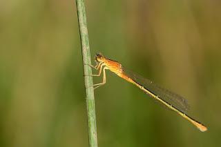 Para ampliar Ischnura pumilio (Charpentier, 1825) hacer clic