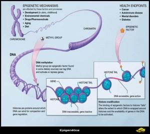 modificaciones adn e histonas