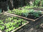 suelo Cultivo Huertos Urbanos