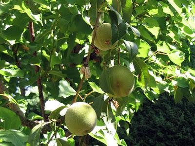 Los árboles frutales: es el momento de hacerse cargo de ellos!