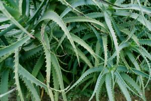 aloe vera