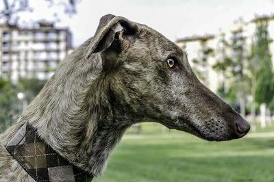 Zipi, espectacular galgo en adopción. (Zaragoza)