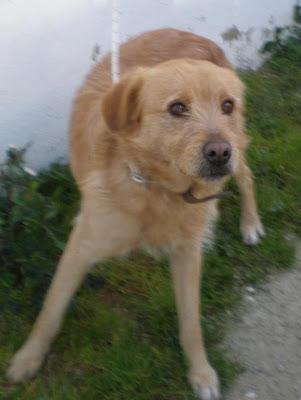 MUY URGENTE!! Machito, medianito pequeño, asustadito....(PERRERA DE VALENCIA)