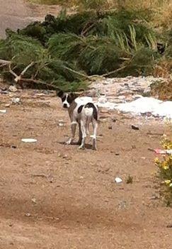 Cachorro viviendo entre contenedores en Córdoba.