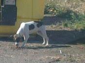 Cachorro viviendo entre contenedores Córdoba.