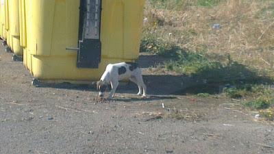 Cachorro viviendo entre contenedores en Córdoba.