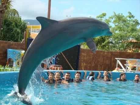Empieza a nadar con delfines en Margarita Empieza a nadar con delfines en Margarita
