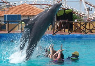 nadar con delfines en Margarita 