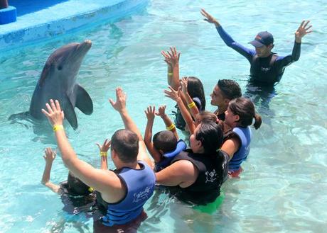 nadar con delfines en Margarita sera encantador nadar con delfines en Margarita sera encantador