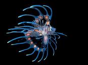 Retrato tímida foca gana concurso fotografía submarina