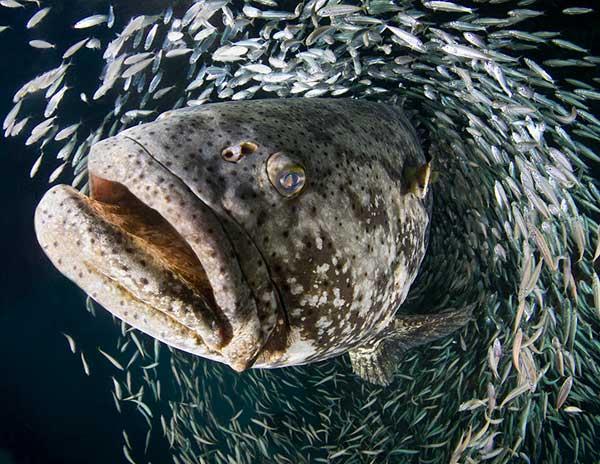 mero goliat (Epinephelus itajara)