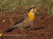 Hormigas gratis romper hormigueros