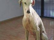 Griego años) galgo sacado infierno, necesita acogida urgente adopción.