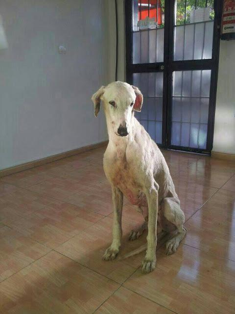 GRIEGO (6 AÑOS) GALGO SACADO DEL INFIERNO, NECESITA ACOGIDA URGENTE O ADOPCIÓN.