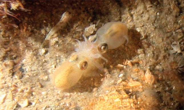 pareja de calamares cola de botella durante la fecundación