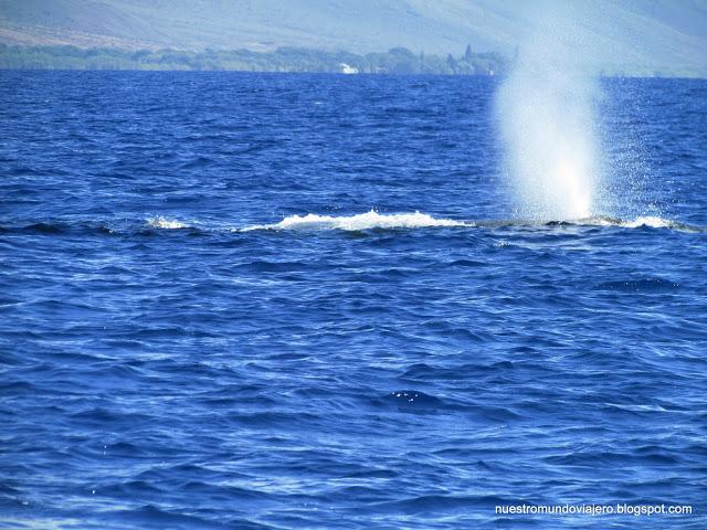 MAUI; el santuario de las ballenas jorobadas