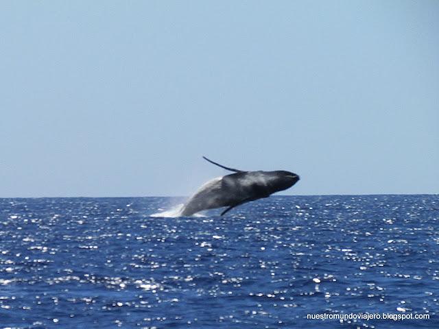 MAUI; el santuario de las ballenas jorobadas