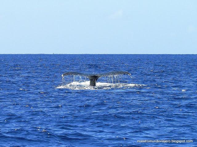 MAUI; el santuario de las ballenas jorobadas