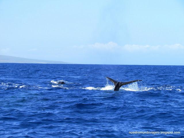 MAUI; el santuario de las ballenas jorobadas