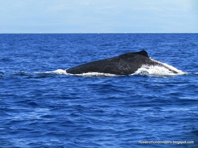 MAUI; el santuario de las ballenas jorobadas