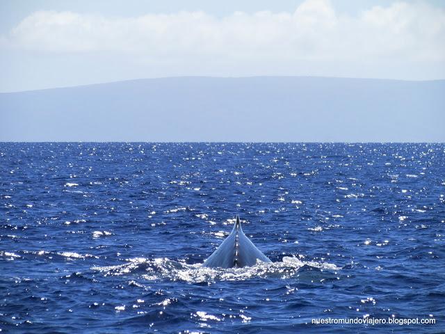 MAUI; el santuario de las ballenas jorobadas