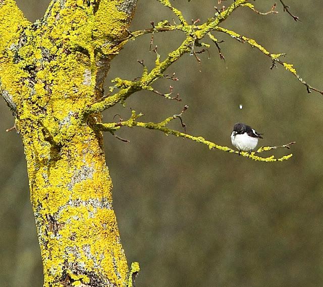 ABRIL Y MAYO  EN ALAVA