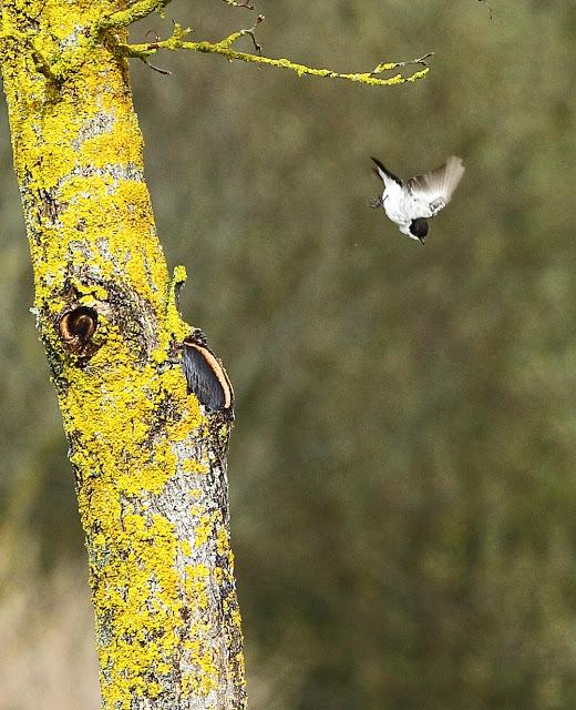 ABRIL Y MAYO  EN ALAVA