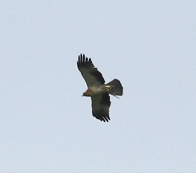 ABRIL Y MAYO  EN ALAVA