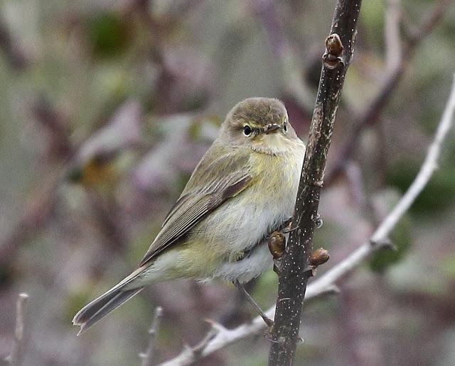 ABRIL Y MAYO  EN ALAVA