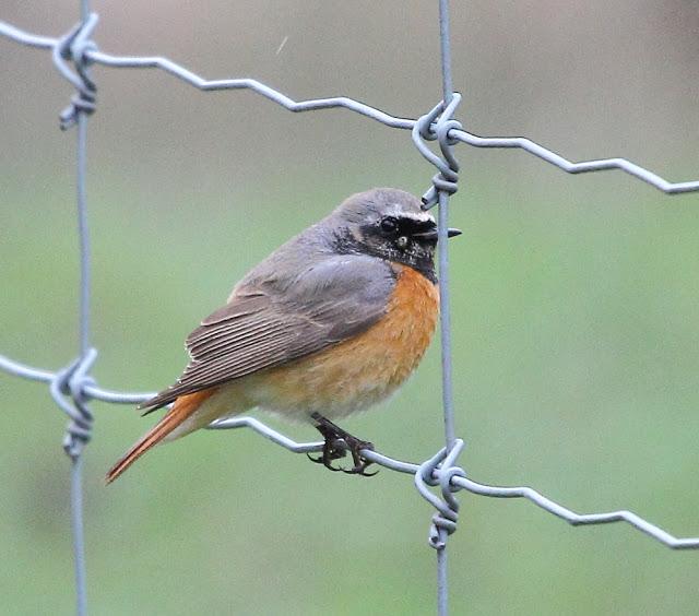 ABRIL Y MAYO  EN ALAVA