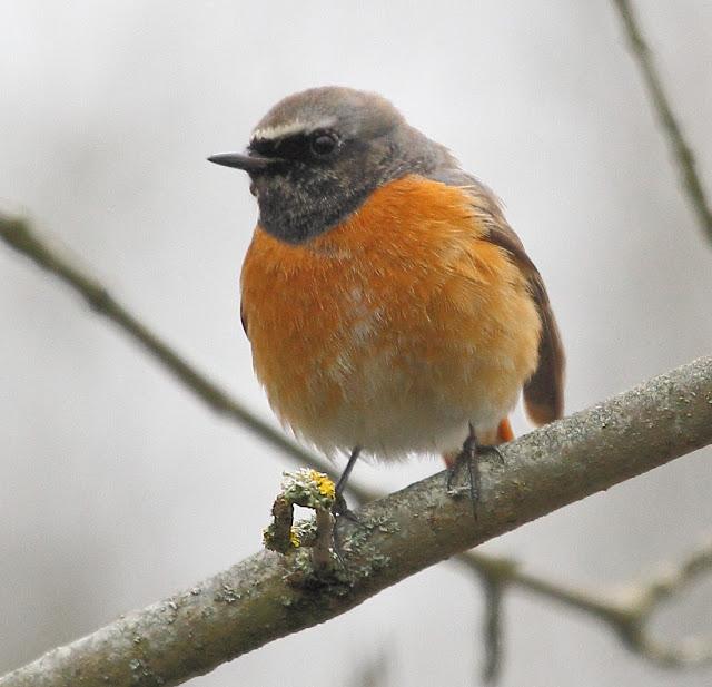 ABRIL Y MAYO  EN ALAVA