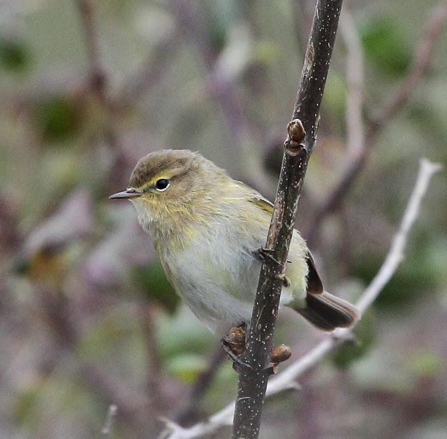 ABRIL Y MAYO  EN ALAVA