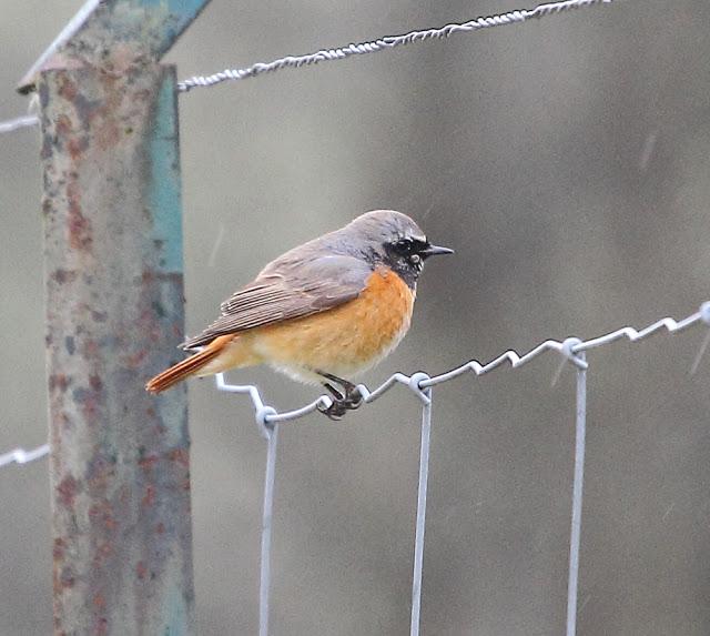 ABRIL Y MAYO  EN ALAVA