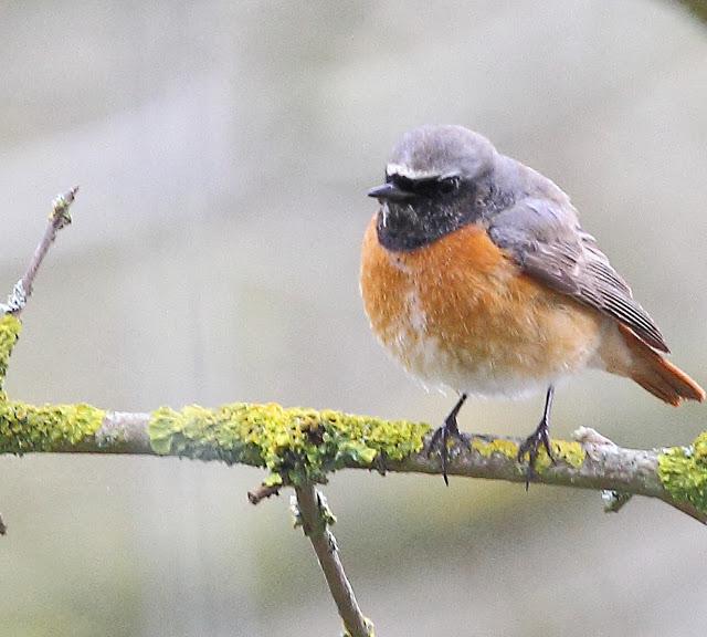 ABRIL Y MAYO  EN ALAVA