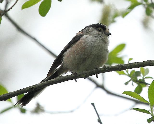 ABRIL Y MAYO  EN ALAVA