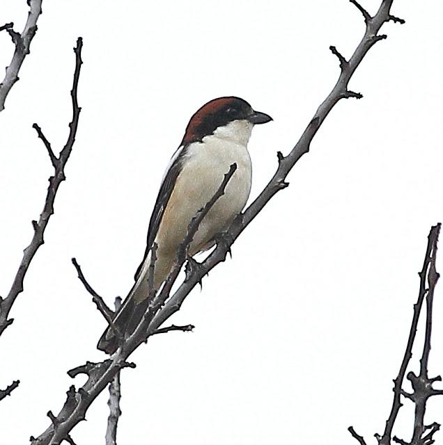 ABRIL Y MAYO  EN ALAVA