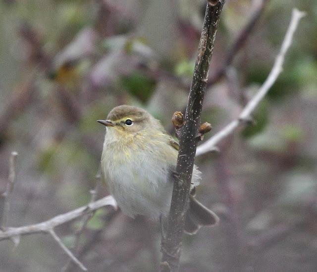 ABRIL Y MAYO  EN ALAVA