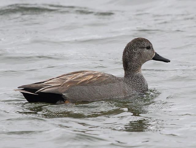 ABRIL Y MAYO  EN ALAVA