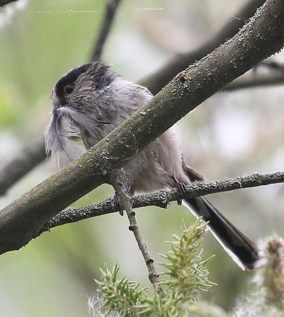 ABRIL Y MAYO  EN ALAVA