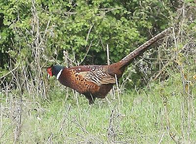 ABRIL Y MAYO  EN ALAVA