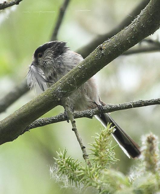 ABRIL Y MAYO  EN ALAVA