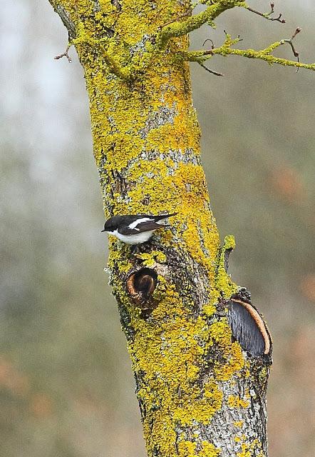 ABRIL Y MAYO  EN ALAVA