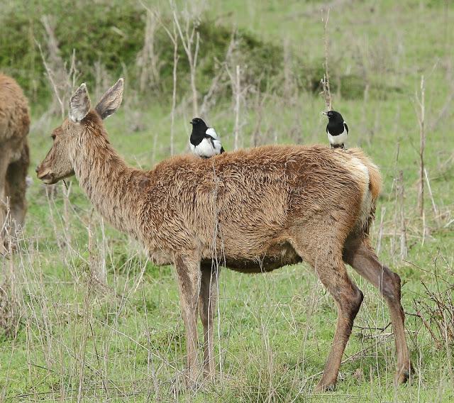 ABRIL Y MAYO  EN ALAVA