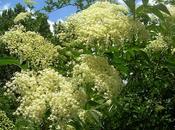 sauco. Propiedades Usos.