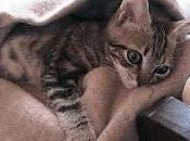 Como cuidar gato