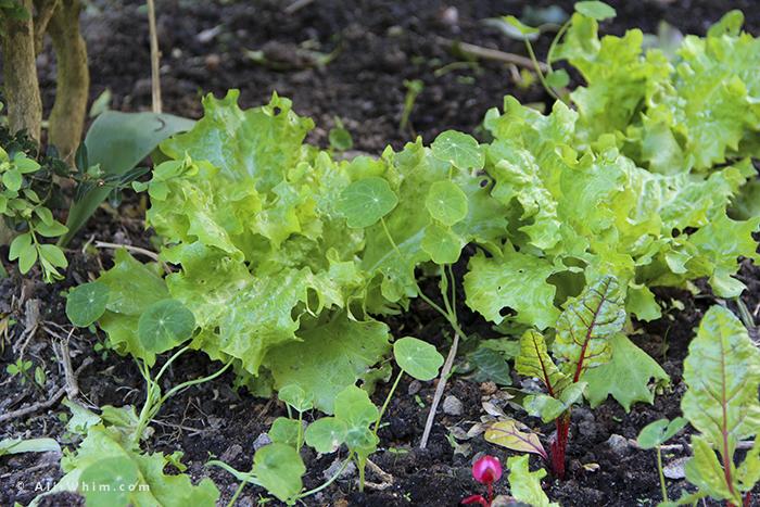 lettuce garden